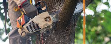 How Our Tree Care Process Works  in  Dunwoody, GA